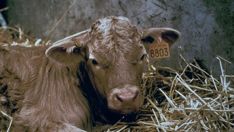 Cloning - Cloned cow in Paris, 1998