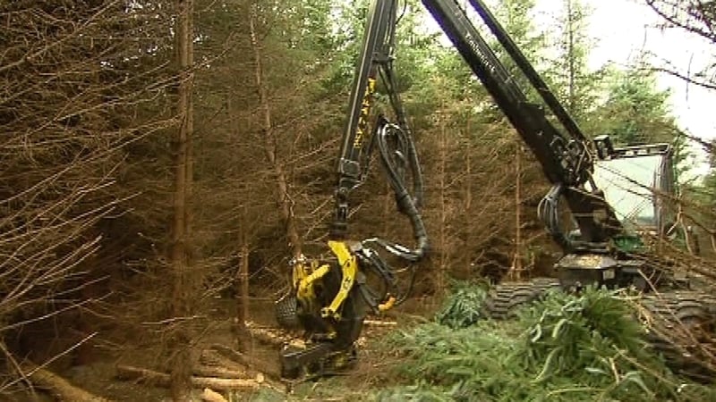 Coillte agrees new deal with Northern Ireland's forestry division