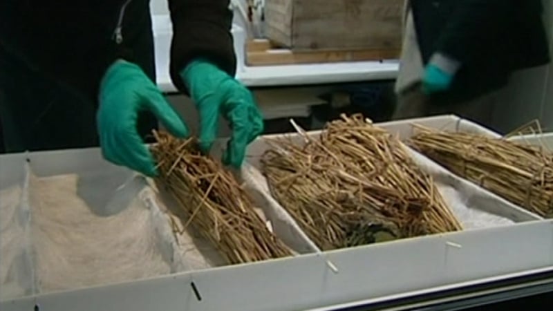 Whisky - 11 bottles of Scotch finally opened after their discovery in 2006