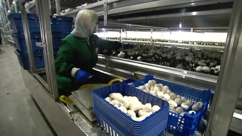 Monaghan Mushrooms employs 900 people in Ireland, 3,500 worldwide