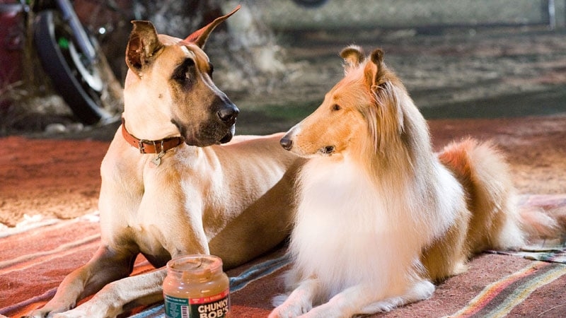 All in the name of a bit of fun and, above all, adorable animals