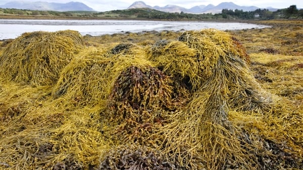 Arramara Teoranta purchased seaweed from around 300 local harvesters and sold it globally