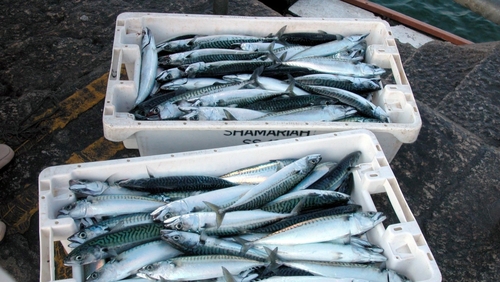 Mackerel are migrating northwards as European seas grow warmer