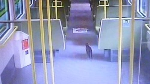 Lilou - Caught on CCTV