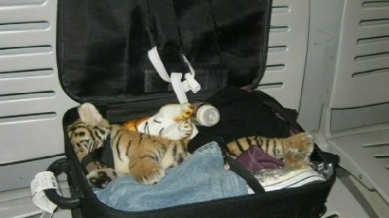 Luggage - Tiger cub which had been sedated with anti-depressants was found beside stuffed toys