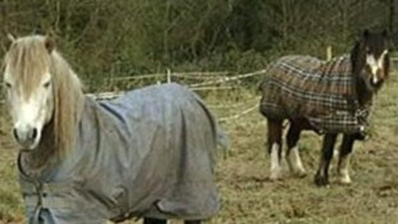 Study to be carried out on horse population