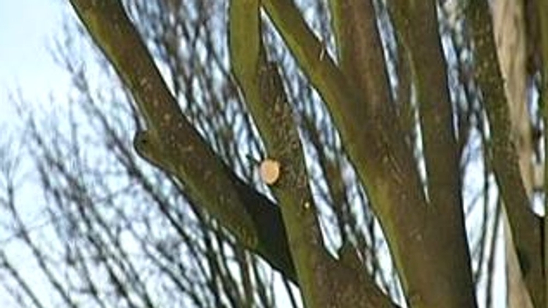 Trees - Survey programme in Phoenix Park