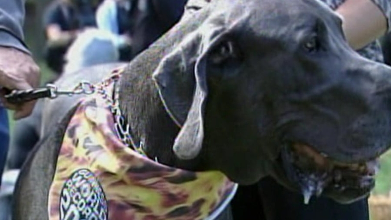 Giant George - 'Hurt Boo Boo's feelings' when they first met