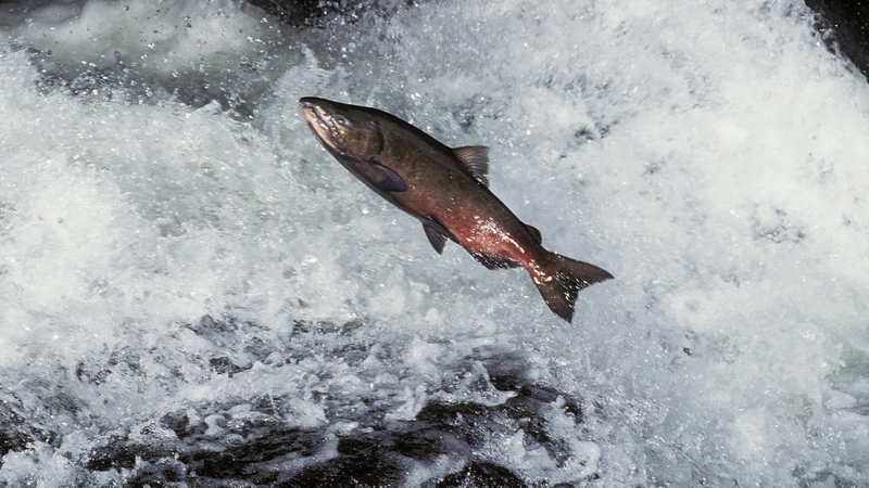 BIM is seeking a licence to develop a salmon farm in Galway Bay