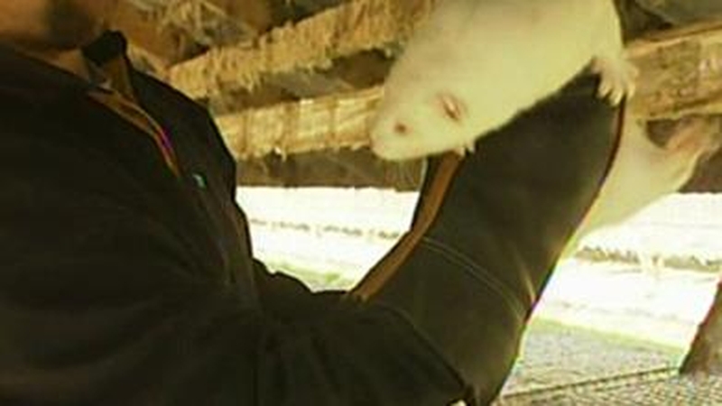 Mink - Farmed for fur