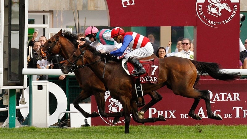 Workforce has looked like a horse who appreciates a decent gap between races