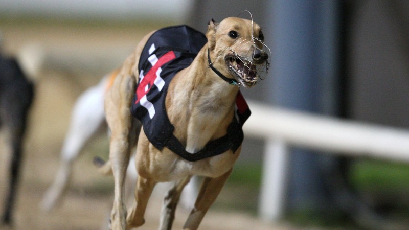 Greyhound Racing - EC argues rate could cause a distortion of competition within the EU