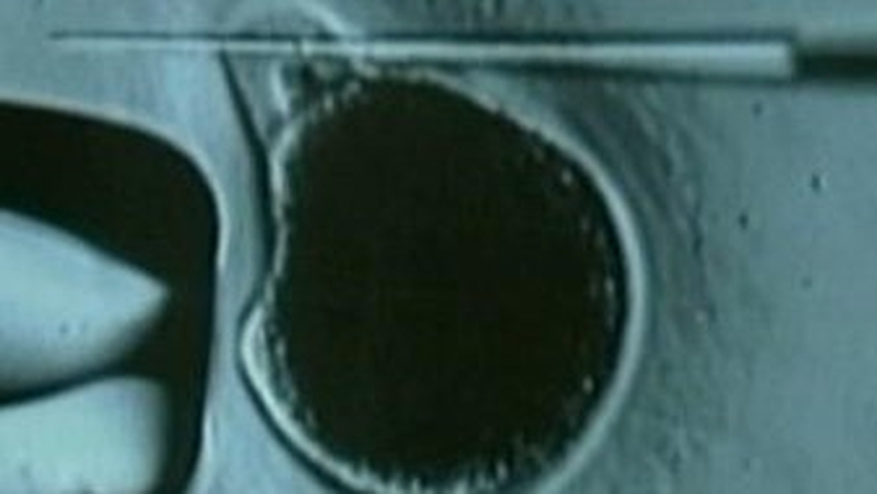 The researchers claimed to have created human embryonic stem cells from human skin tissue