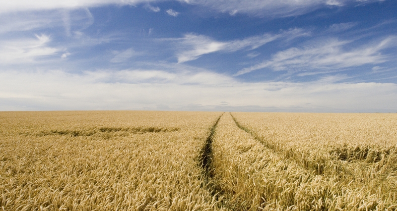 The US is the world's biggest producer of corn, soybeans and wheat