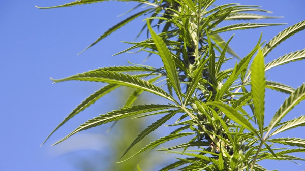 Simon Harris insisted this was not about decriminalising cannabis in any way