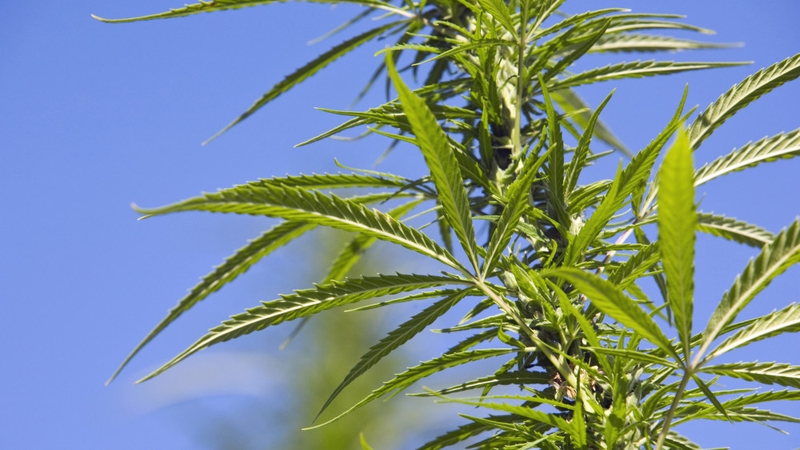 Cannabis - Grow houses discovered