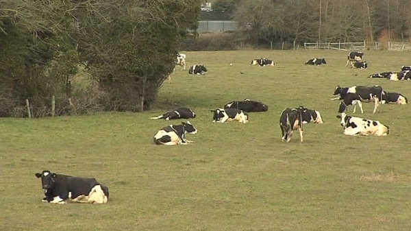 Cows - Herd numbers would have to be cut under new bill