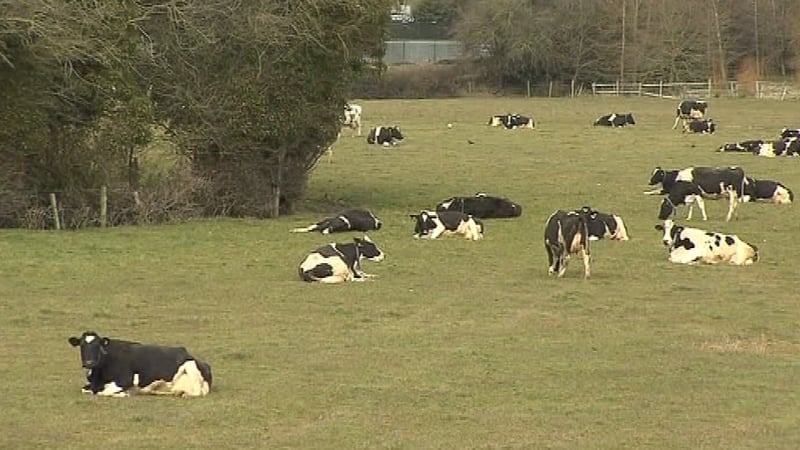 Cows - Herd numbers would have to be cut under new bill