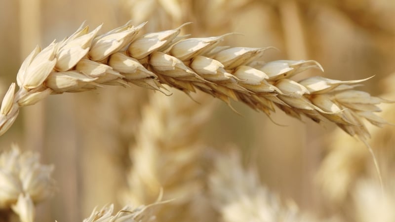Ifac is best known as a farm, food and agribusiness advisory service
