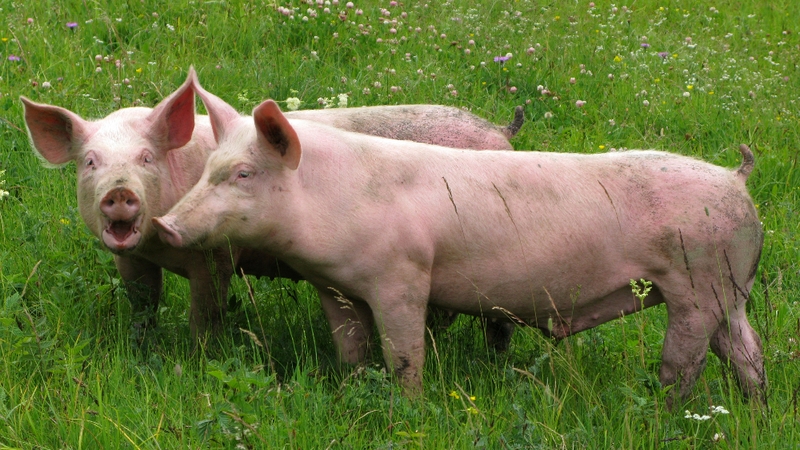 Pigs - Producers losing up to €1m a week