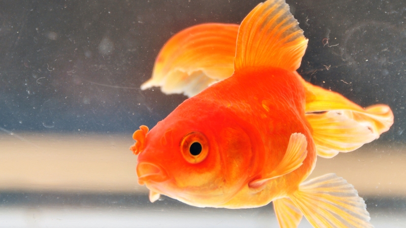 Fish - Will check the purity of water