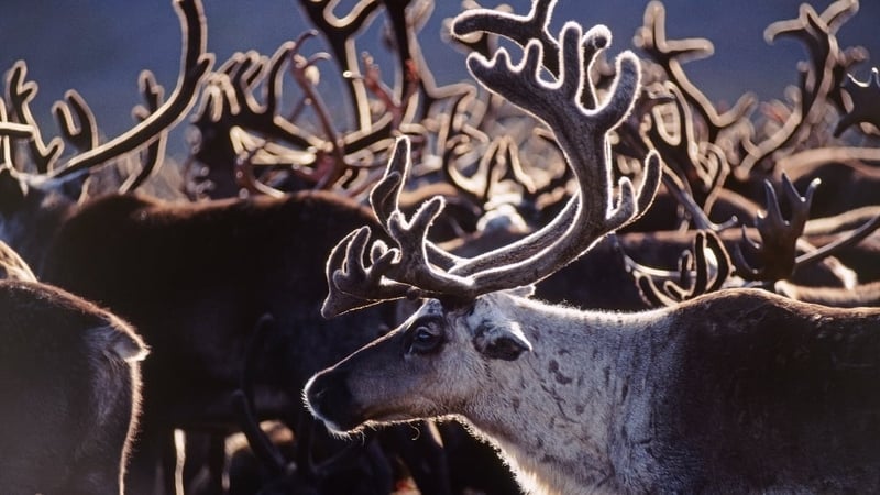 Siberian reindeer were often herded by snowmobiles