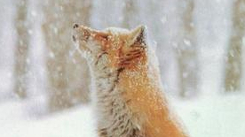 An RSPCA spokeswoman said it is extremely unusual for foxes to attack young children or anyone