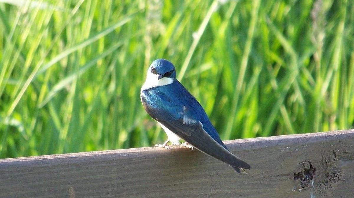 The Swallow from Egg to Africa