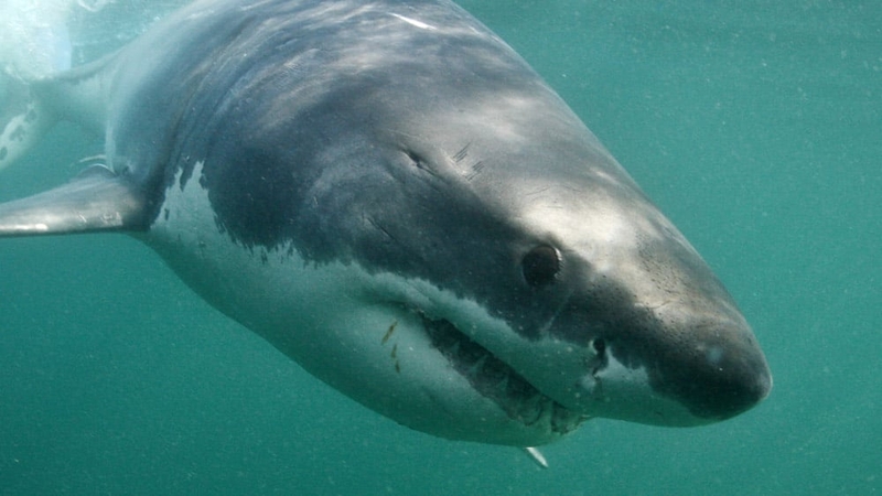 Egypt - Shark attacks rare (Pictured is Great White Shark)