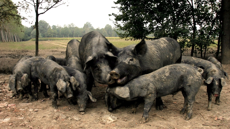Wild Pigs - A herd scared a woman into trees in French village