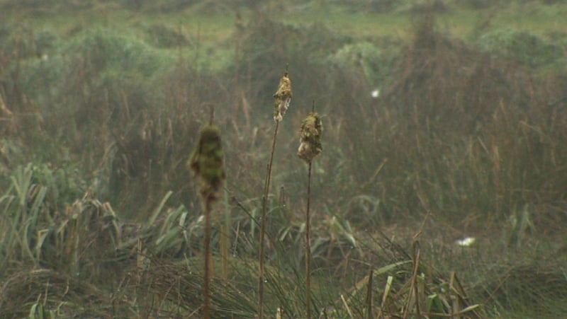 The aim of the new law is to bring nature back to a broad range of ecosystems from farmlands and seas to forests and urban environments