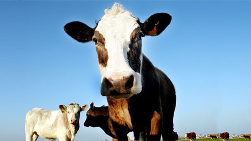 "The arguments associated with carbon dioxide and methane releases have been replayed endlessly between farmers, legislators and scientists, but few actions have been agreed upon to reduce Ireland's global warming contribution"