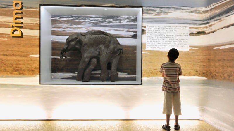 Mammoth - Replica at an exhibition in France