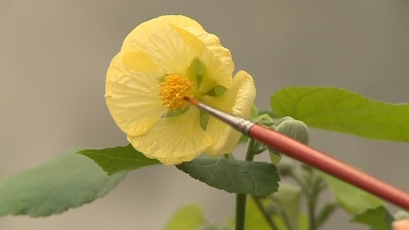 'Abutilon Pitcairnense' - Irish botanist conserves