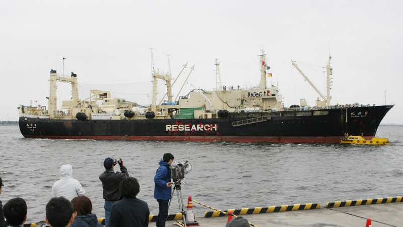 Japan - Govt views whale hunt as an important cultural tradition
