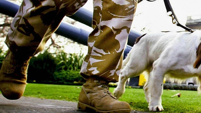 Trained bomb detection dogs a valuable asset in Afghanistan