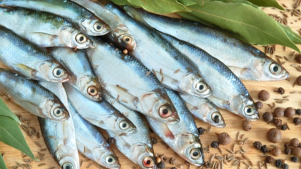 Sardine Mousse on Grilled Baguette