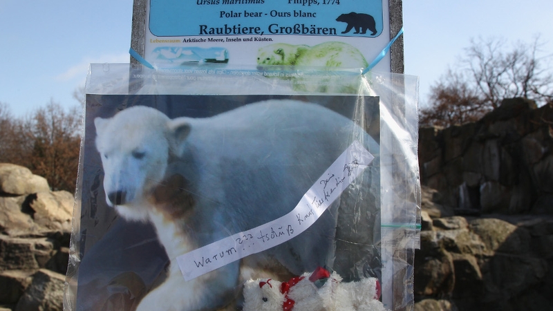 Germany - Knut died in compound