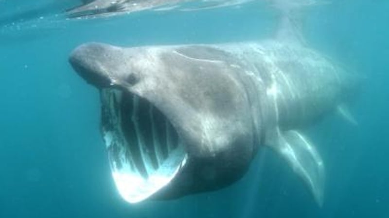 Basking shark - Planet's second largest shark
