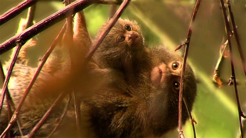 Mr Big is doing the heavy lifting