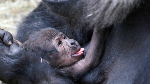 Baby gorilla born on Sunday Photos: Conor Healy
