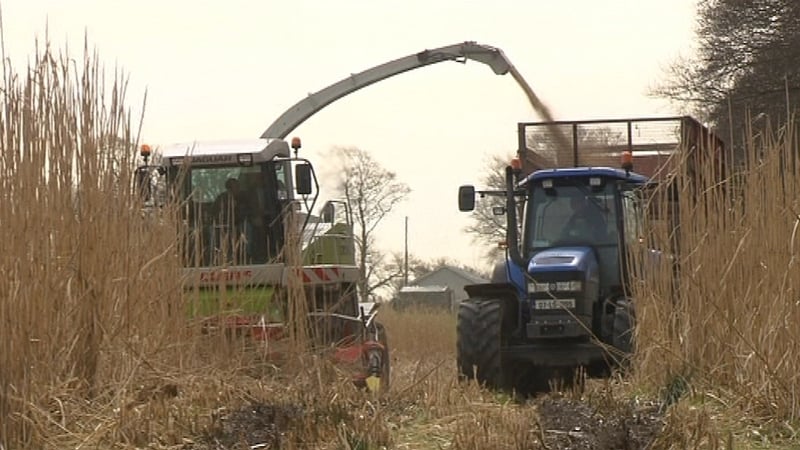 Farmers - 6,000 acres planted with miscanthus