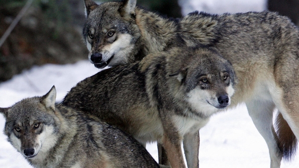 From fairytale villain to a shepherd's worst nightmare, the wolf has always had a bad press