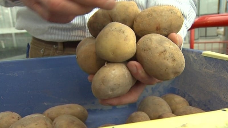 Donegal Investment Group said its seed potato business is now benefiting from the initiatives introduced in 2015