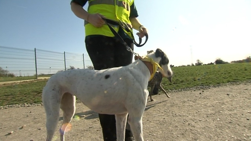 The Greyhound Rescue Association of Ireland says the dogs make ideal family pets