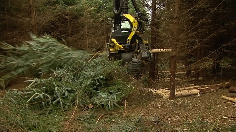 Coillte would need to sell the rights at almost double its average selling price in order for the State to cover costs