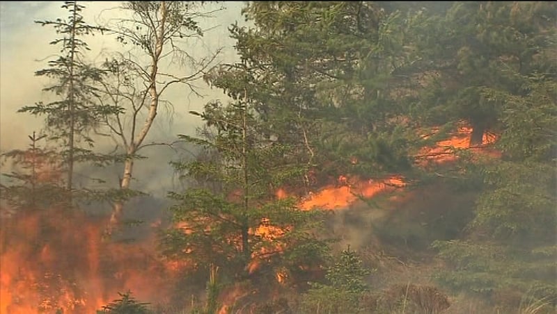 Forest fires - Minister condemns those still setting blazes