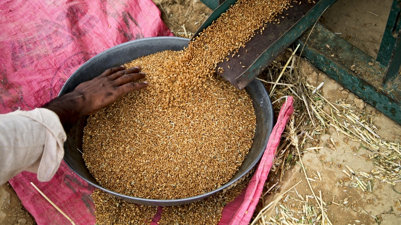 The price of wheat fell by 11% since October 2012