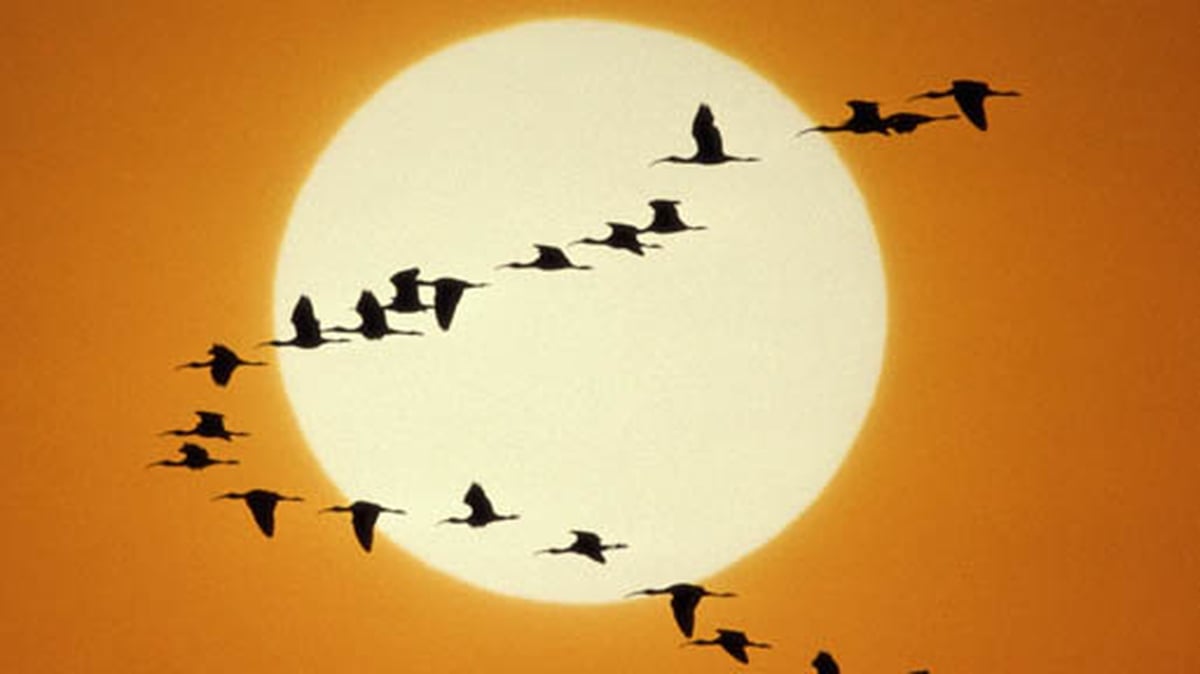Dawn Chorus preview 