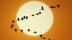Dawn Chorus preview  show image